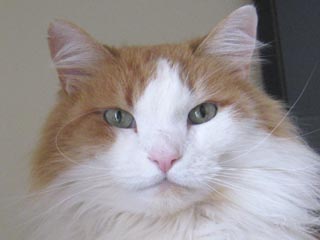 Picture of a cat named Samson