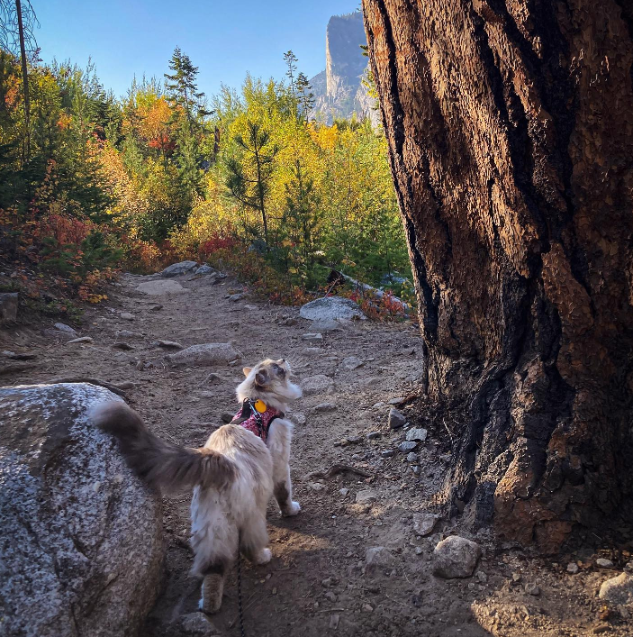 A fluffy white cat hiking on the Blodgett Creek trail stops to look at a large Ponderosa pine tree with a burn scar.