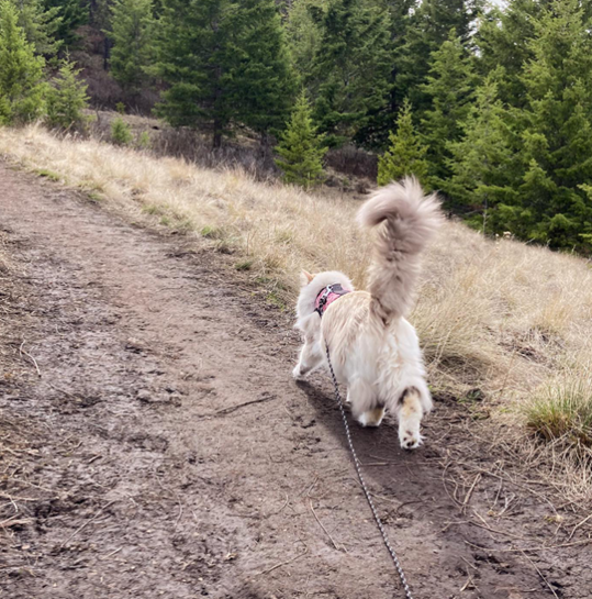 A fluffy white cat wearing a pink harness and trailing a thin leash walks away from the camera and up a trail. Her tail is up with a happy crook in it because she loves hiking.