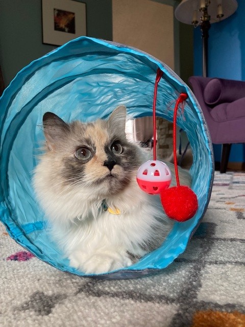A fluffy white cat sits in a light blue crinkly tunnel. She looks a little surprised.