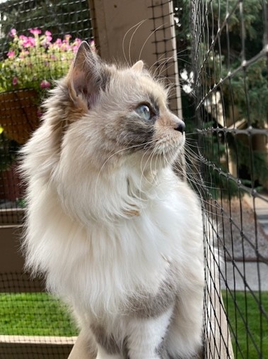 A fluffy white cat sits on a fenced in deck looking into the distance.