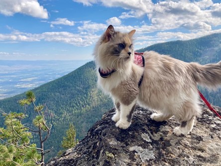 A fluffy white cat stands on a rocky outcrop with a sweeping mountain view.