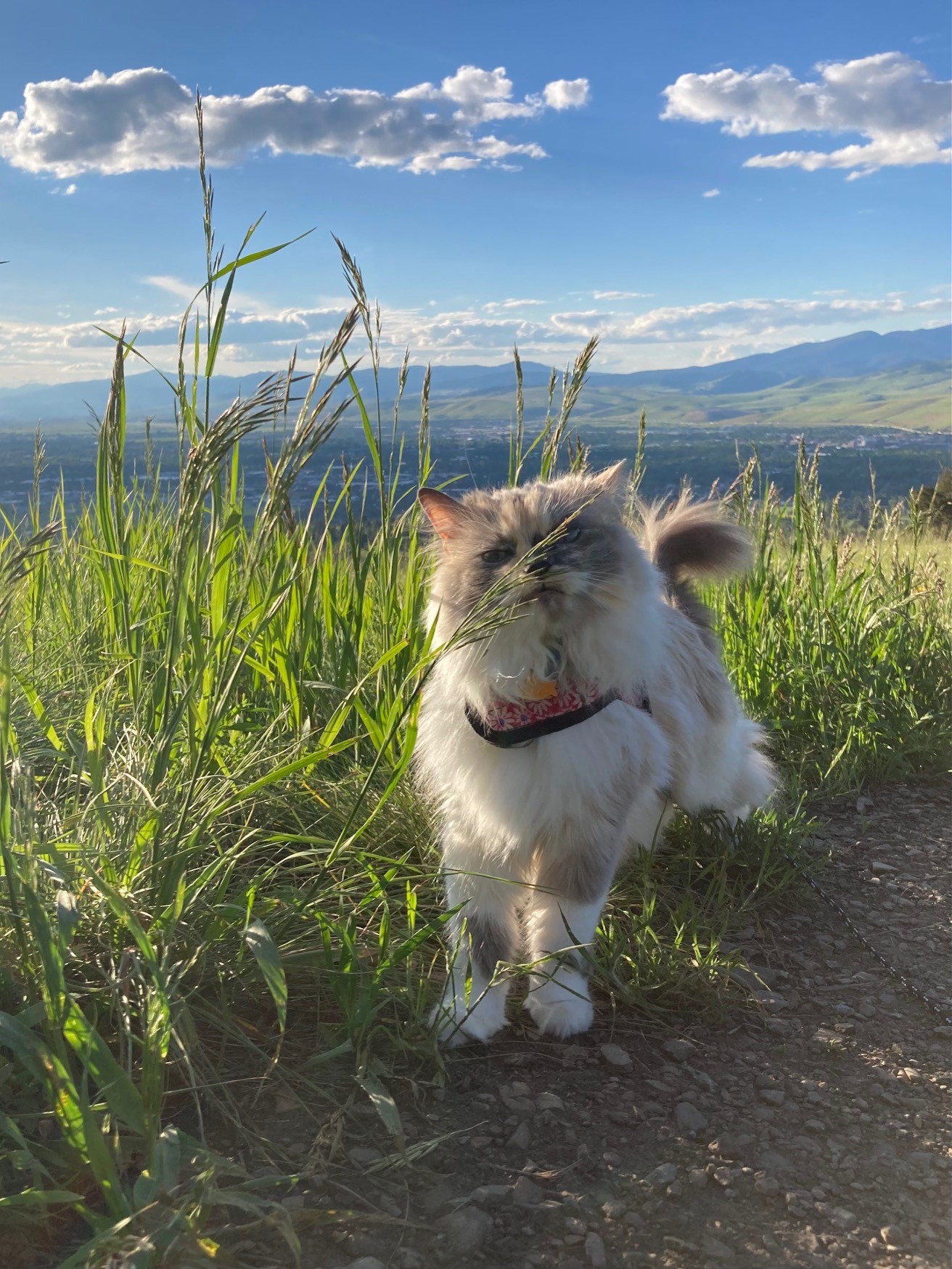 A fluffy white cat prepares to eat green grass along the trail
