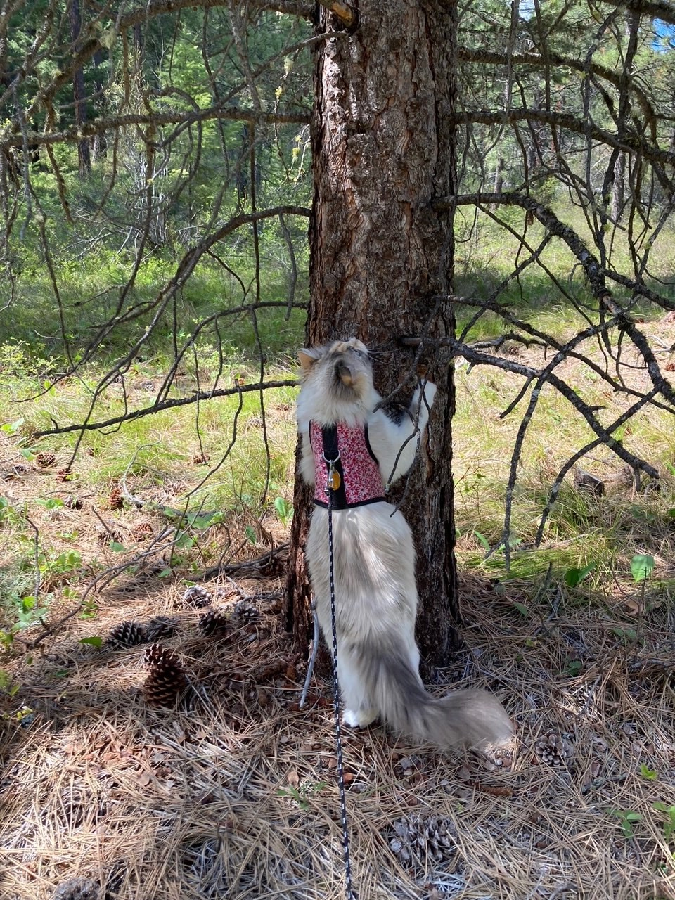 A fluffy white cat stands on her hind legs with her front legs against a tree trunk as she looks up into the branches.