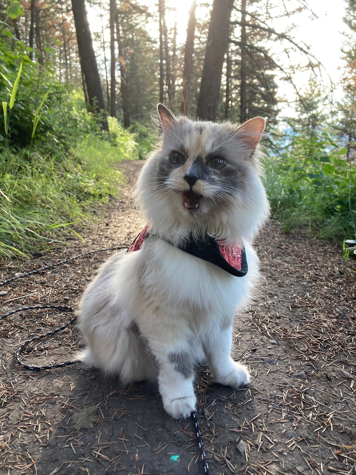 A fluffy white can sits on a hiking trail and talks to her guardian.