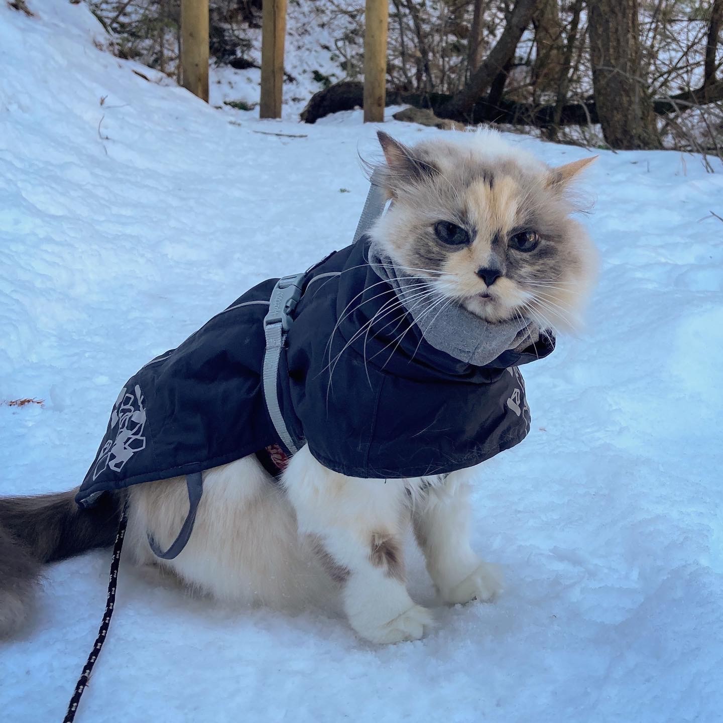 A fluffy white cat in a coat sits grumpily on a snow covered trail.