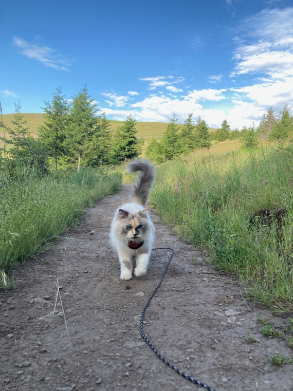 A fluffy white cat walks toward the camera along a trail in a meadow.
