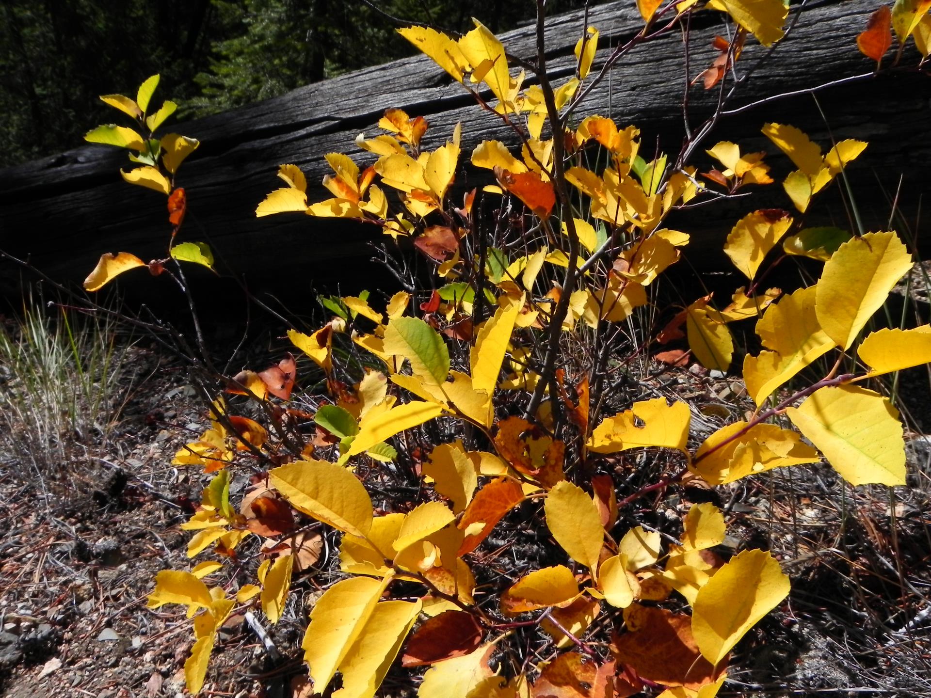 Autumn leaves near log within Missoula County. 