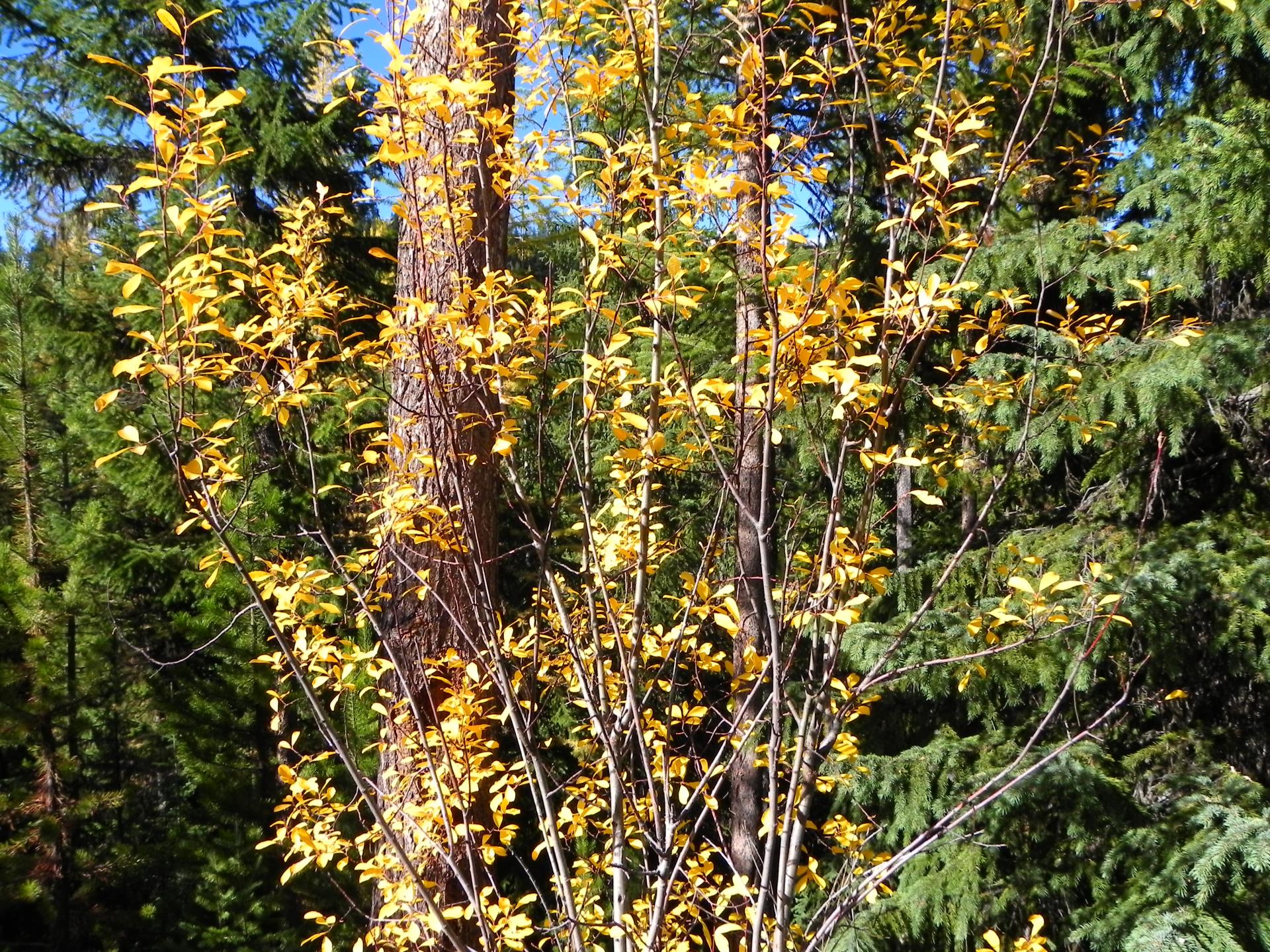 Yellow leaves within trees and green space in Missoula County.